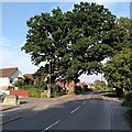 SP2870 : Veteran oak, Rouncil Lane, Kenilworth  by A J Paxton