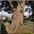 SP2870 : Trunk of a veteran oak, Rouncil Lane, Kenilworth  by A J Paxton