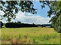 Field along the Habberley Road