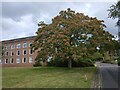 Early autumn colour; ash tree at County Hall, Exeter