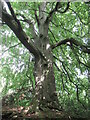 Old tree near Grinkle Park