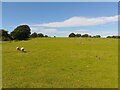SU5469 : Bucklebury pasture by Oscar Taylor