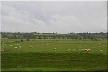 TQ8817 : Sheep grazing, Brede Valley by N Chadwick