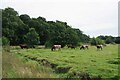 Cattle by Mill Wood