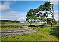 Scots Pine at Dalrannoch