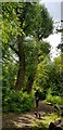 Large Trees in Moseley Park and Pool