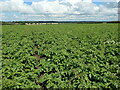 Potato crop, Thorner Moor