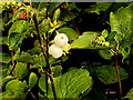 Common snowberries, Glengeen