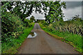 Small puddle along Barr Road