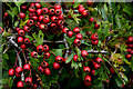 Hawthorn berries along Barr Road