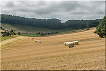TQ3410 : Stanmer Down by Ian Capper