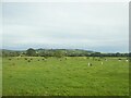 Cattle grazing by River Axe