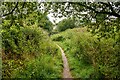 Cotford St Luke : Footpath