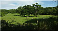 Trees in a field near Chetnole Lodge