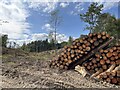 Wholme Gill Head Plantation clear felled