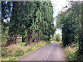 Stand of Mature Trees near Park Hall