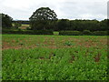 Footpath crossing arable field south of Lower Hopton