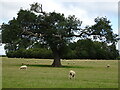 Oak tree in pastureland north of Kinton