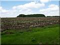 Ploughed field and woodland near Melchbourne