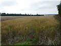 Morning view towards Pavenham