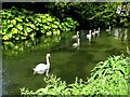 SP1403 : Family of swans, River Coln, Quenington by Brian Robert Marshall