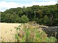 Path beside the River Caldew