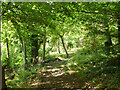 Path towards Castle Hill, Totternhoe