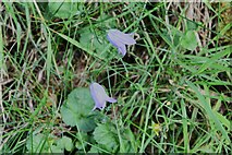NY5737 : Little Salkeld, track to Long Meg and her Daughters: Harebell 'Campanula rotundifolia' by Michael Garlick
