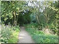 Woodland path by the River Penk