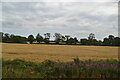 NZ2389 : Wheat field by N Chadwick