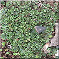 Liverwort  at Billiemains