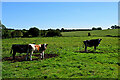 Cattle, Letfern