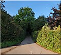 Hedge-lined lane, Llanellen, Monmouthshire