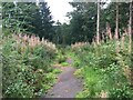 Path towards Carron Linns