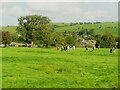 View from Back Lane to the moor on fell race day, Burnsall