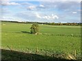 From a Leeds-York train, lone tree near Barkston Ash