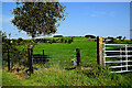 Tree and gate, Altdrumman