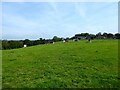 Gate Field/Upper Barn Field