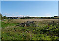 A field by the coast road, Kilmory, Arran