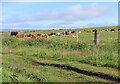 Cattle near Clestrain