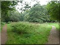 Paths by the River Penk