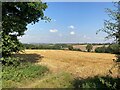 Fields near Davis