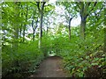 Woods at Chellow Dene