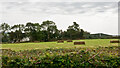 Boode Farm hidden behind a line of trees