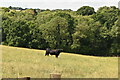 Bullock in field