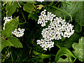 Common yarrow, Mullaghslin Glebe