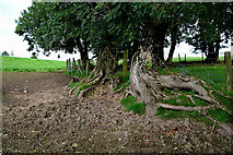 H5572 : Exposed tree roots, Mullaghslin Glebe by Kenneth  Allen