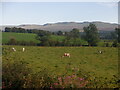 Cattle near Lednabra