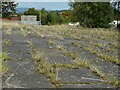 Grass growing between the slabs