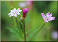 Willowherb (Epilobium)